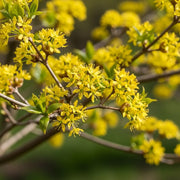 45-60cm Cherry Dogwood Hedging | Cornus mas | Bare Root